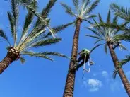 Podas en altura de palmeras